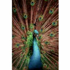 Tavus Kuşu Desenli Dijital Baskılı Halı