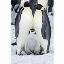 Penguen Ailesi Tasarımlı Dijital Baskılı Halı