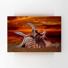 Kumsalda Deniz Kabuğu Tablosu