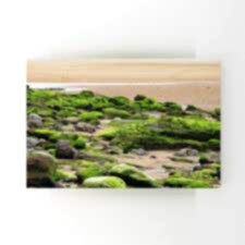 Kumsalda Yosun Tutan Kayalar Tablosu