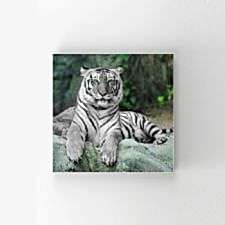 Beyaz Kaplan Tablosu