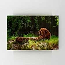 Otlar Arasında Yatan Çita Tablosu