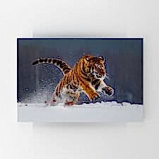 Karlar İçinde Koşan Kaplan Tablosu