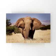 Afrika Safarisinde Fil Tablosu