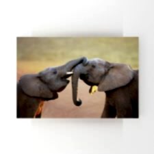 Fillerin Dostluğu Tablosu