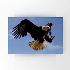 Avlanmaya Hazırlanan Kartal Tablosu