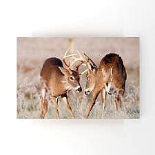 Geyiklerin Boynuz Savaşı Tablosu