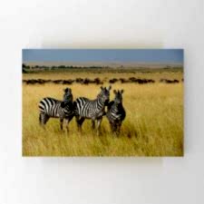 Safari Turundaki Zebralar Tablosu
