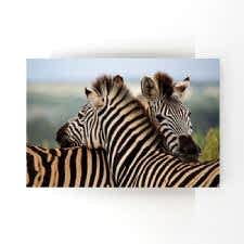 Zebraların Dostluğu Tablosu