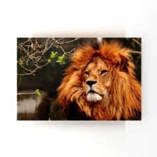 Koyu Yeleli Aslan Tablosu