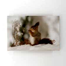 Kızıl Kar Sincabı Tablosu