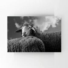 Siyah Beyaz Kuzular Tablosu