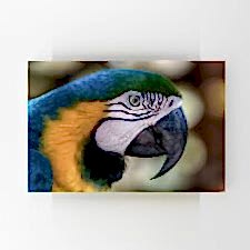 Makaw Papağanı Tablosu