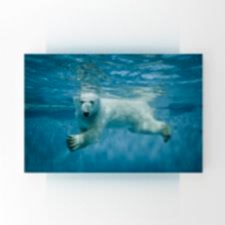 Yüzen Kutup Ayısı Tablosu