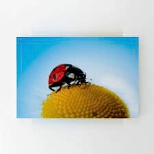 Çiçek Üzerinde Uğur Böceği Tablosu