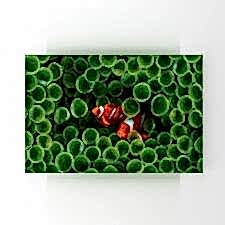 Kırmızı Balık Tablosu