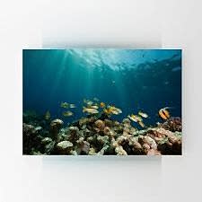 Tropik Balıklar Tablosu