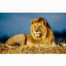 Afrika Safarisinde Aslan Tablosu