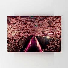 Kiraz Çiçeği Kanalı Tablosu