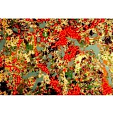 Jackson Pollock - Convergence Tablosu
