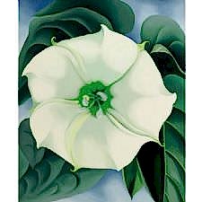 Georgia OKeeffe - White Flower Tablosu