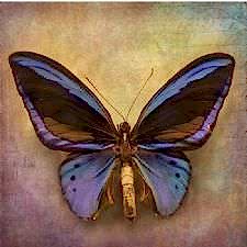 Detaylı Kelebek Tablosu