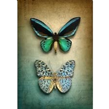 Kelebek Koleksiyonu Tablosu