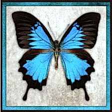 Mavi Siyah Kelebek Tablosu