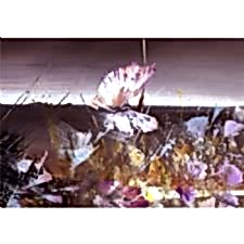 Butterfly Flower Tablosu