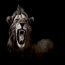 Kükreyen Aslan Duvar Kağıdı