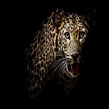 Vahşi Leopar Duvar Kağıdı