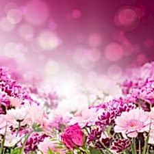 Pembe Çiçekler Duvar Kağıdı